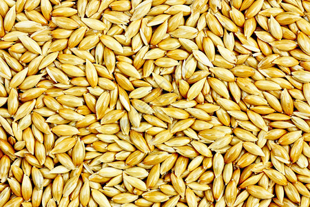 一套用于制作面包和面粉的小麦黑麦小穗和玉米种子自然束谷物全谷物和有机农夫燕麦产品手绘收获菜单复古